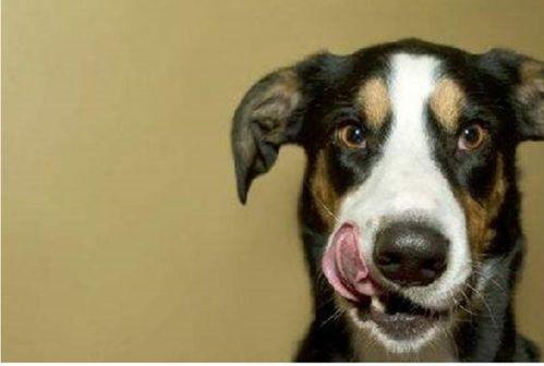 瓠子瓜狗狗可以吃吗视频,宠物营养新选择