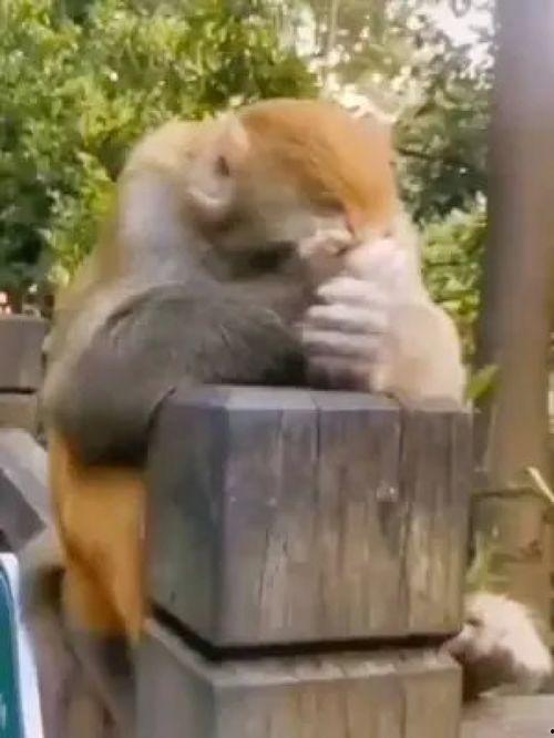 双象吃瓜搞笑视频,欢乐无限，搞笑视频笑翻天