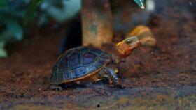 吃瓜龟的小视频,揭秘龟界“网红”的搞笑瞬间