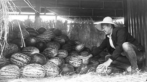 莱芜吃瓜群众事件视频,一场网络舆论的风暴与反思