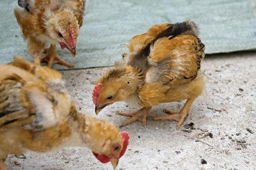 蒲瓜能生喂家禽吃吗视频,蒲瓜生喂家禽的安全性探讨