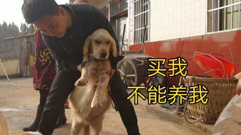 吃瓜老杨事件真相视频