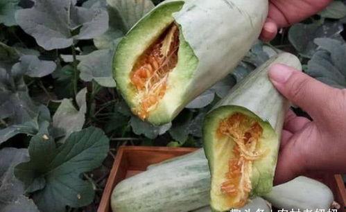 吃生瓜要削皮吗视频教程,生瓜削皮技巧大公开