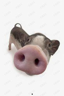 喂猪吃瓜视频素材下载网站,喂猪吃瓜视频素材网站大揭秘