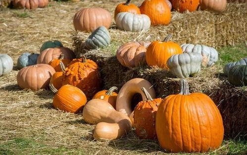 群众吃肉吃瓜视频