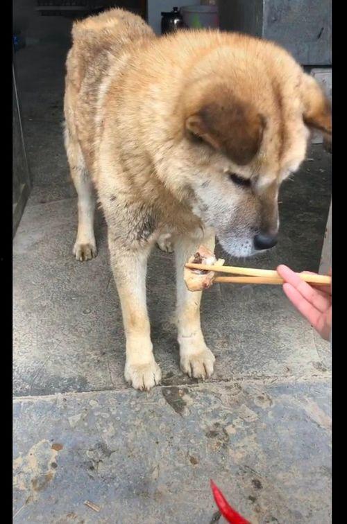 广州东山土狗吃瓜视频曝光,视频曝光引发网友热议