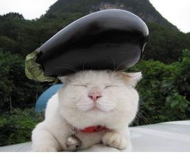 猫姐姐吃哈密瓜视频大全,萌宠美食视频大盘点