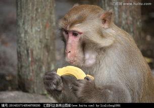 小崔猴子吃瓜视频大全免费观看