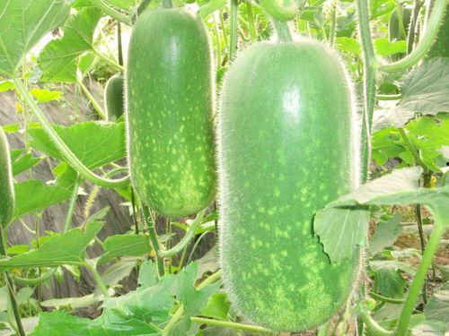 互联网吃瓜视频大全,揭秘网络热点背后的故事