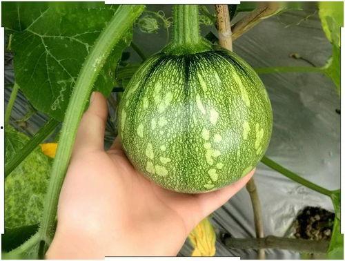 一天吃几个籽瓜最好呢视频,健康饮食的黄金比例