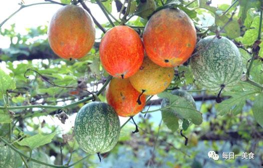 吊瓜种子老鼠会吃吗视频,老鼠的美食还是隐患？