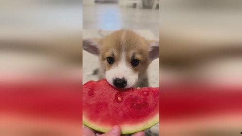 小狗视频吃瓜,小狗视频里的欢乐时光