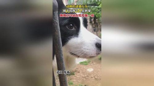 吃瓜狗狗吵架视频播放
