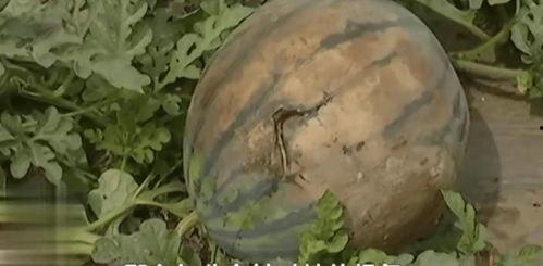 内蒙古吃内脏大瓜视频