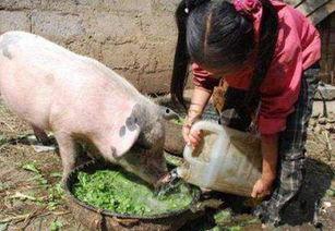 喂猪吃瓜的视频素材,喂猪吃瓜视频走红网络