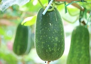 五毛一斤的吃瓜视频,揭秘低成本吃瓜视频背后的秘密