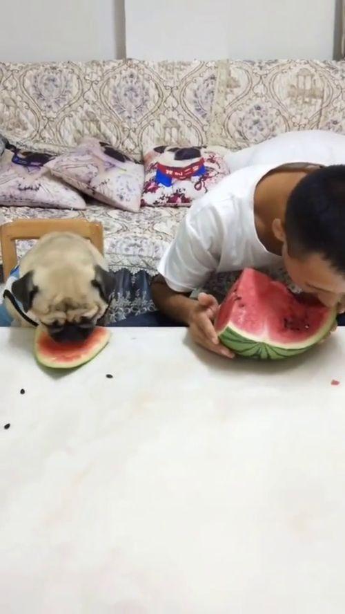 搞笑吃瓜超级爆笑视频